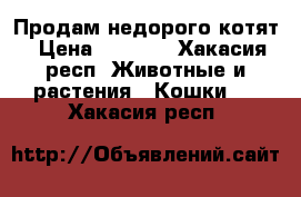 Продам недорого котят › Цена ­ 2 500 - Хакасия респ. Животные и растения » Кошки   . Хакасия респ.